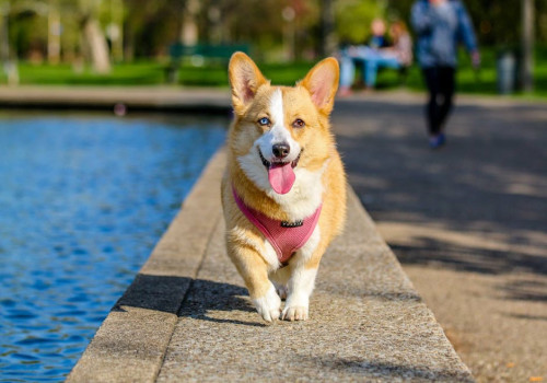 Goedkoop huisje met hond huren? Bekijk deze tips!